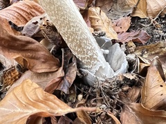 Amanita submembranacea