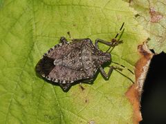 Halyomorpha halys