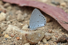 Candalides xanthospilos