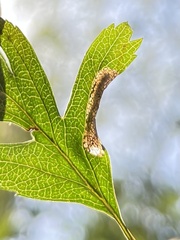 Phyllonorycter oxyacanthae