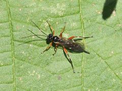 Ichneumonidae
