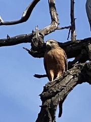 Buteo lineatus elegans