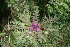 Cirsium scariosum congdonii
