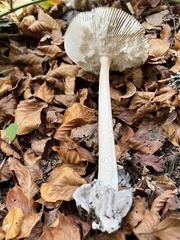 Amanita submembranacea