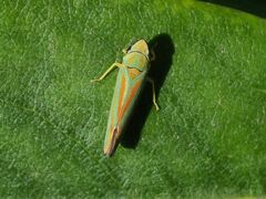 Graphocephala fennahi