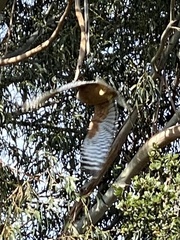 Buteo lineatus elegans