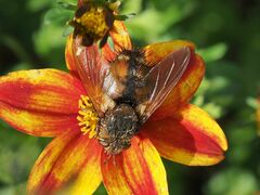 Tachina fera
