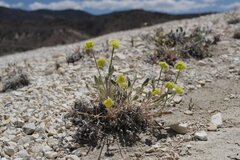 Eriogonum alexanderae