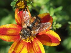 Tachina fera