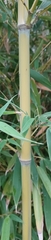 Phyllostachys aurea