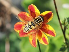 Helophilus pendulus