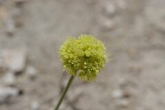 Eriogonum alexanderae