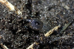 Sphenophorus necydaloides