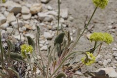 Eriogonum alexanderae