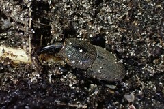 Sphenophorus necydaloides