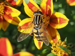 Helophilus pendulus