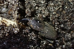 Sphenophorus necydaloides