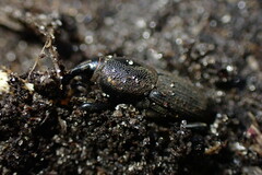 Sphenophorus necydaloides