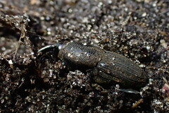 Sphenophorus necydaloides