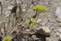 Eriogonum alexanderae
