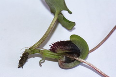 Corybas trilobus