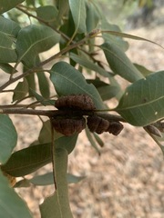 Disholandricus chrysolepidis