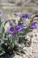 Penstemon speciosus