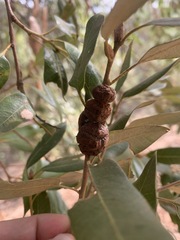 Disholandricus chrysolepidis
