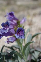 Penstemon speciosus