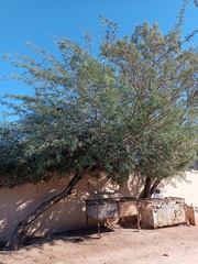 Prosopis glandulosa