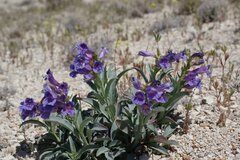 Penstemon speciosus