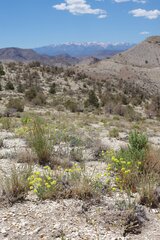 Eriogonum alexanderae