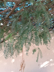 Prosopis glandulosa