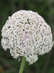 Daucus carota