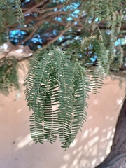 Prosopis glandulosa