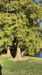 Taxodium mucronatum