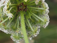 Daucus carota