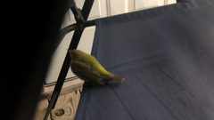 Leiothlypis peregrina