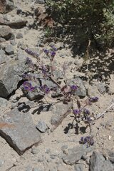 Phacelia gymnoclada