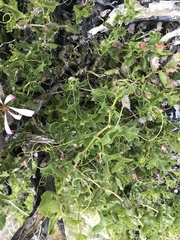 Mutisia ilicifolia decandolleana