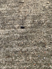 Armadillidium vulgare