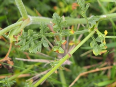 Daucus carota