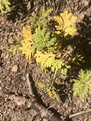 Ambrosia confertiflora