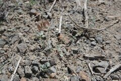 Eriogonum nutans nutans