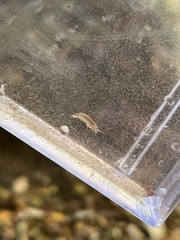 Gammarus