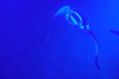 Mobula alfredi