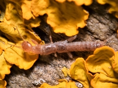 Embioptera