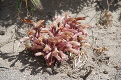 Aphyllon fasciculatum