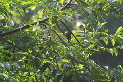 Mionectes oleagineus