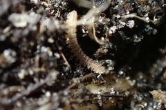 Pyrgodesmidae